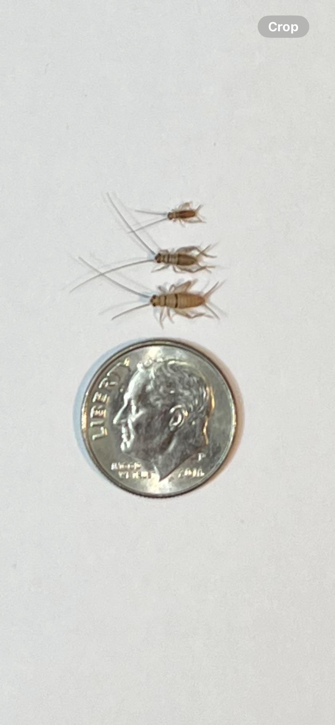 Small Live Crickets- 1/8 Inch to 3/8 Inch 10 to 12 Days Old QTY 100