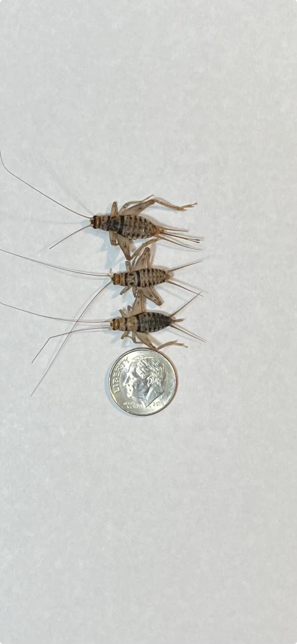 Large Live Crickets 3/4 inch to 1 inch 4-6 Weeks Old QTY 100