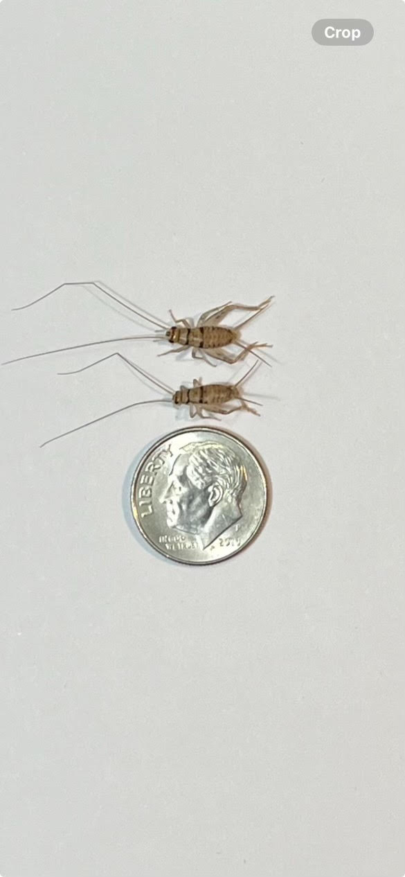 Medium Live Crickets - 1/2 Inch to 5/8 Inch 3 Weeks Old QTY 100