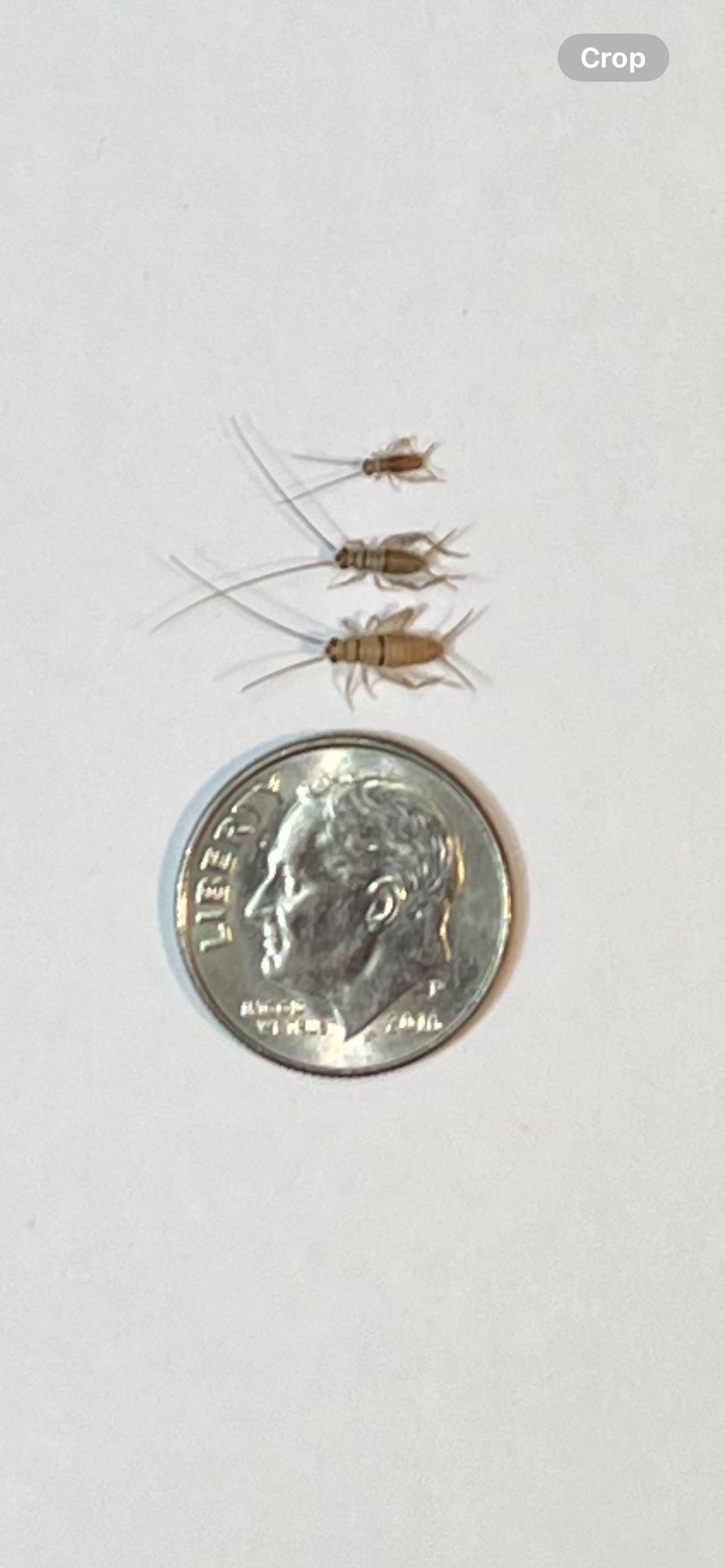 Small Live Crickets- 1/8 Inch to 3/8 Inch 10 to 12 Days Old QTY 100